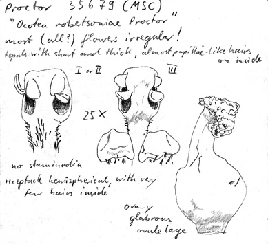 Vorschaubild Ocotea robertsonae Proctor